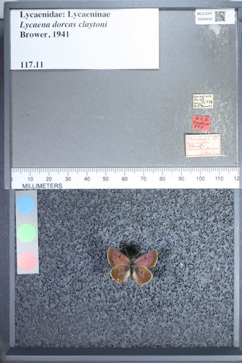 Media type: image;   Entomology 64530